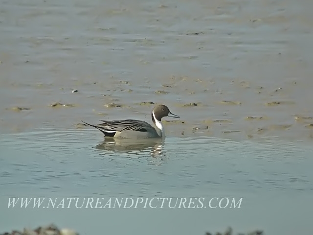 pintail, pintails, pintail duc-1.jpg - PINTAIL - PAGHAM - 4.3.06
